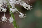 Eastern turkeybeard